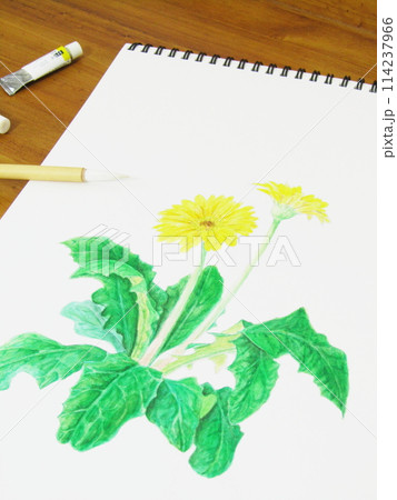 たんぽぽを描く・ボタニカルアート・スケッチブック(人物なし・シンプル・植物画) たんぽぽを描く・ボタニカルアート・スケッチブック(人物なし・シンプル・植物画) 114237966