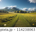 春の菜の花畑と雪山のある風景 114238063