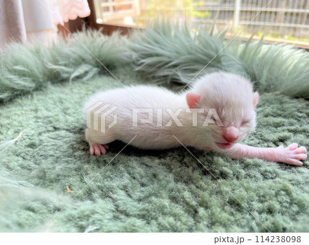 生後直ぐ、生まれたばかりでとても小さい未熟児の赤ちゃん猫目が開く前の野良猫の赤ちゃん猫、可愛い仔猫 114238098