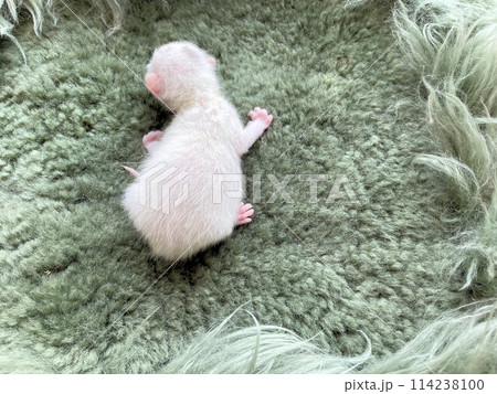 生後直ぐ、生まれたばかりでとても小さい未熟児の赤ちゃん猫目が開く前の野良猫の赤ちゃん猫、可愛い仔猫 生後直ぐ、生まれたばかりでとても小さい未熟児の赤ちゃん猫目が開く前の野良猫の赤ちゃん猫、可愛い仔猫 114238100