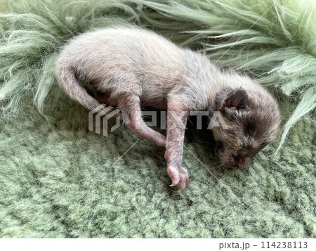 生後直ぐ、生まれたばかりでとても小さい未熟児の赤ちゃん猫目が開く前の野良猫の赤ちゃん猫、可愛い仔猫 114238113