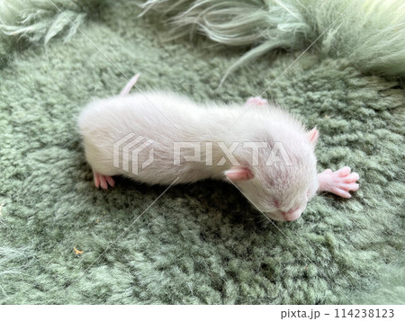 生後直ぐ、生まれたばかりでとても小さい未熟児の赤ちゃん猫目が開く前の野良猫の赤ちゃん猫、可愛い仔猫 114238123
