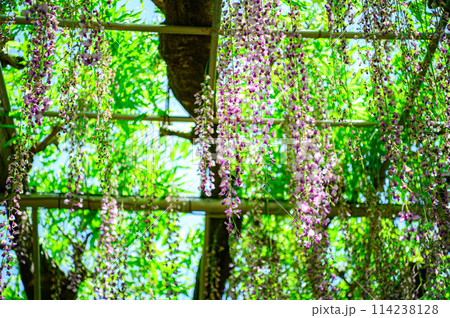 満開になった藤の花 114238128