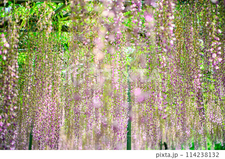 満開になった藤の花 満開になった藤の花 114238132