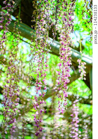 満開になった藤の花 114238133