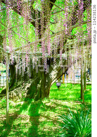 満開になった藤の花 114238136