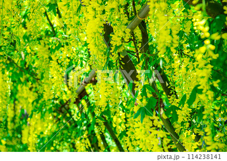 黄色の藤 114238141