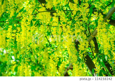 黄色の藤 114238142