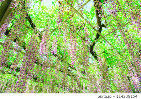 満開になった藤の花 114238154