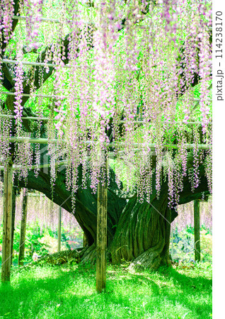 満開になった藤の花 114238170