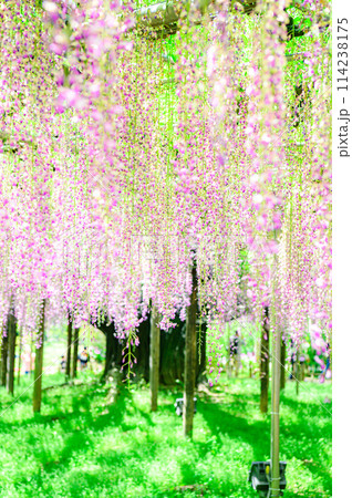 満開になった藤の花 満開になった藤の花 114238175