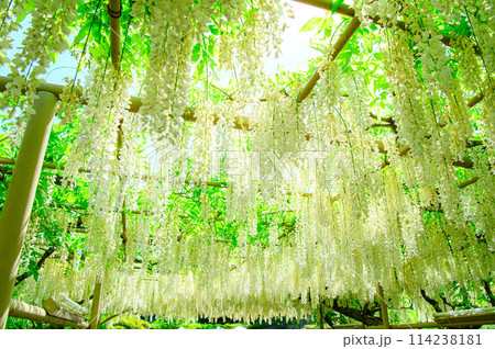 美しい白藤 114238181