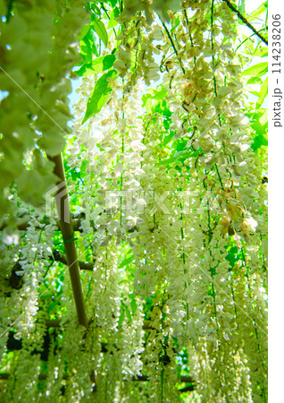 美しい白藤 114238206