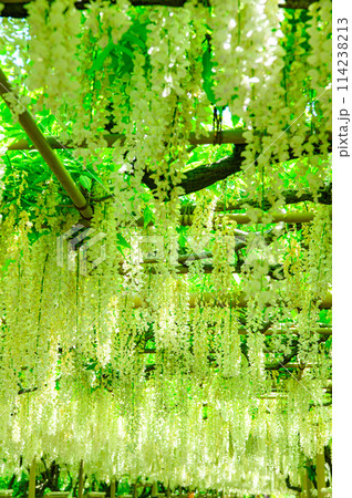 美しい白藤 114238213