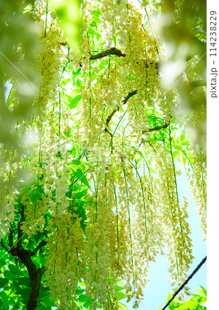 美しい白藤 114238229