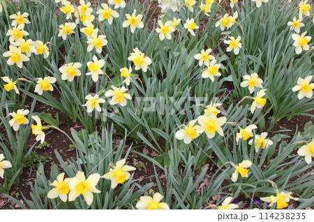 水仙 ++・+*Narcissus*+・++ 水仙 ++・+*Narcissus*+・++ 114238235