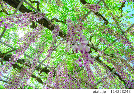 満開になった藤の花 満開になった藤の花 114238248