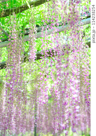 満開になった藤の花 114238254