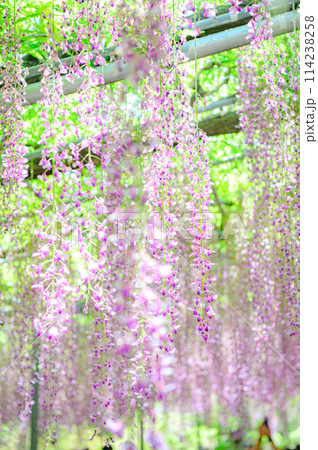 満開になった藤の花 114238258