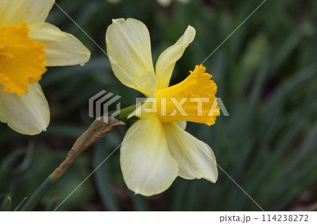 水仙 ++・+*Narcissus*+・++ 水仙 ++・+*Narcissus*+・++ 114238272