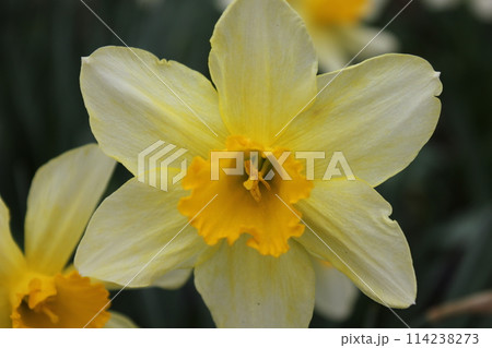 水仙　　　＋＋・＋＊Narcissus＊＋・＋＋ 114238273