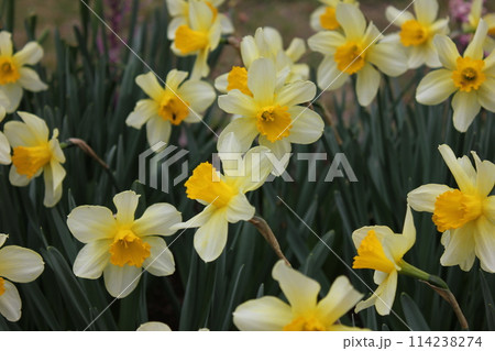 水仙　　　＋＋・＋＊Narcissus＊＋・＋＋ 114238274