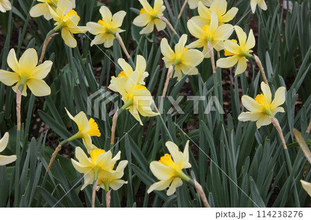 水仙 ++・+*Narcissus*+・++ 水仙 ++・+*Narcissus*+・++ 114238276