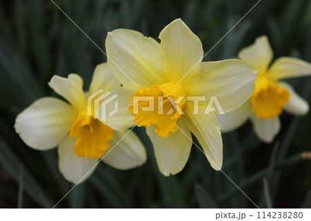 水仙 ++・+*Narcissus*+・++ 水仙 ++・+*Narcissus*+・++ 114238280