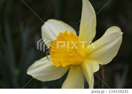水仙 ++・+*Narcissus*+・++ 水仙 ++・+*Narcissus*+・++ 114238281
