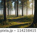 朝日差し込む森の風景 114238415