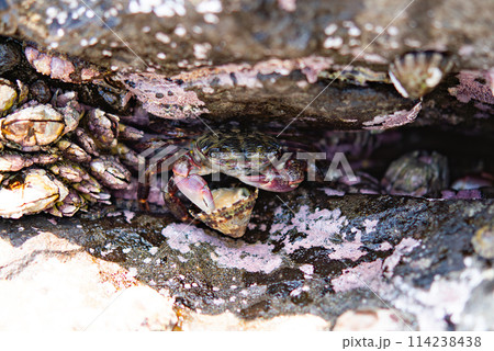 海岸の岩場の裂け目で貝の肉を食べるカニ 114238438