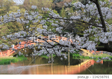 金沢文庫称名寺庭園の桜 114238701