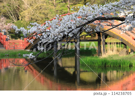 金沢文庫称名寺庭園の桜 114238705