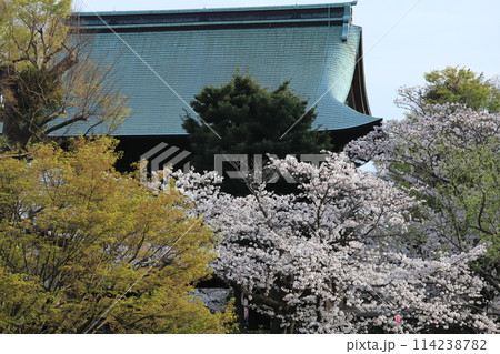 金沢文庫称名寺庭園の桜 114238782