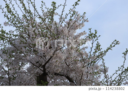 金沢文庫称名寺参道の桜並木 114238802