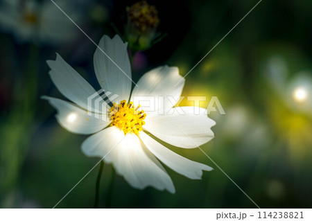 秋の光と影～白い秋桜～ 114238821