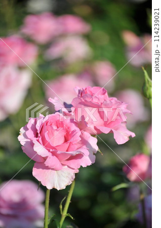 薔薇園にピンク色の薔薇の花が咲いています 薔薇園にピンク色の薔薇の花が咲いています 114239021