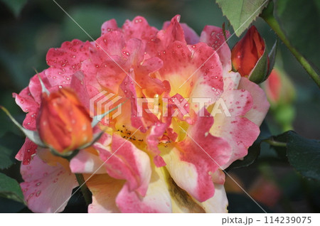 赤いバラ 赤いバラ 114239075