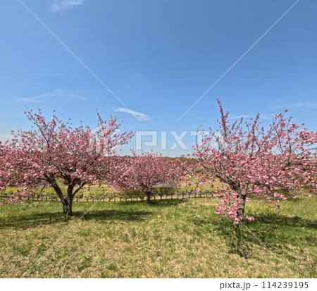 満開の公園の八重桜 満開の公園の八重桜 114239195
