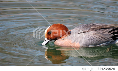 渡り鳥のカモのホシハジロがつくる波紋 渡り鳥のカモのホシハジロがつくる波紋 114239626