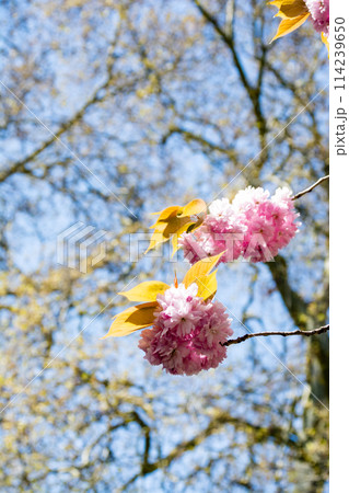 明るい日差しの下の満開の牡丹桜　ロンドンの西のラベンズコート公園にて 114239650