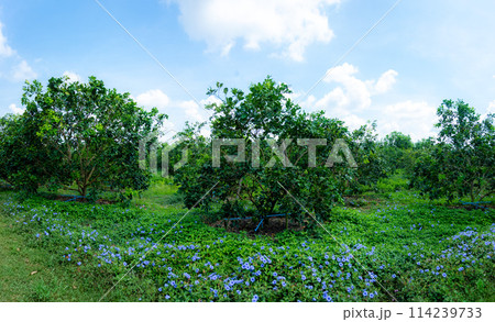 Green pomelo hanging on a branch Fruits with a sweet and sour taste 114239733