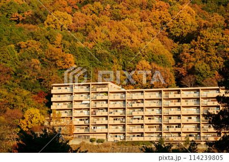 紅葉した山のふもとの西日に照らされるマンション 114239805