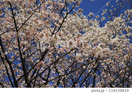 東京都心の満開桜 114239819