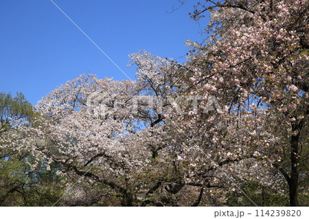 東京都心の満開桜 114239820