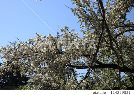 東京都心の満開桜 114239821