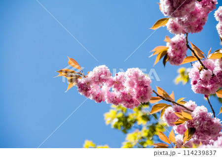 明るい日差しの下の満開の牡丹桜 ロンドンの西のラベンズコート公園にて 明るい日差しの下の満開の牡丹桜 ロンドンの西のラベンズコート公園にて 114239837