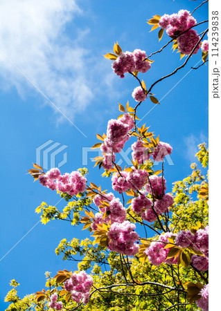 明るい日差しの下の満開の牡丹桜　ロンドンの西のラベンズコート公園にて 114239838