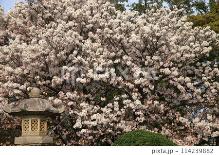 金沢八景龍華寺の御室桜 金沢八景龍華寺の御室桜 114239882