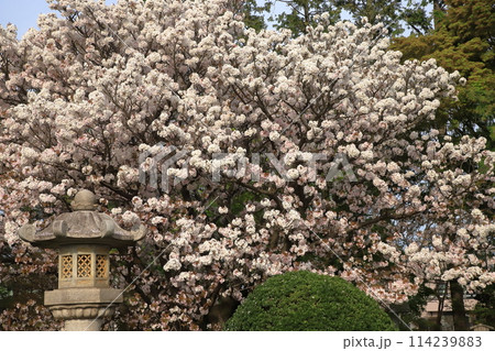 金沢八景龍華寺の御室桜 金沢八景龍華寺の御室桜 114239883
